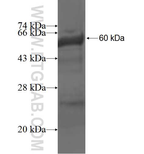 TSGA10 fusion protein ag3311 SDS-PAGE
