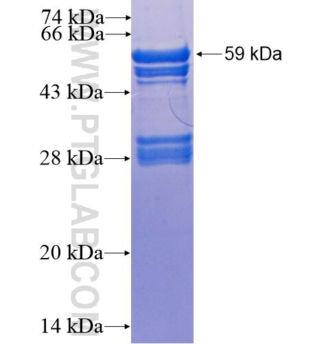 TSNAX fusion protein ag1507 SDS-PAGE