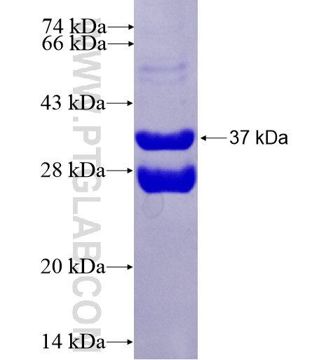 TSPAN13 fusion protein ag4464 SDS-PAGE