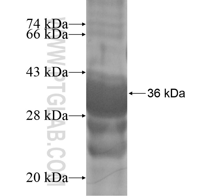 TSPAN2 fusion protein ag14299 SDS-PAGE