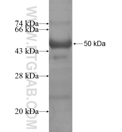 TSSC1 fusion protein ag13923 SDS-PAGE