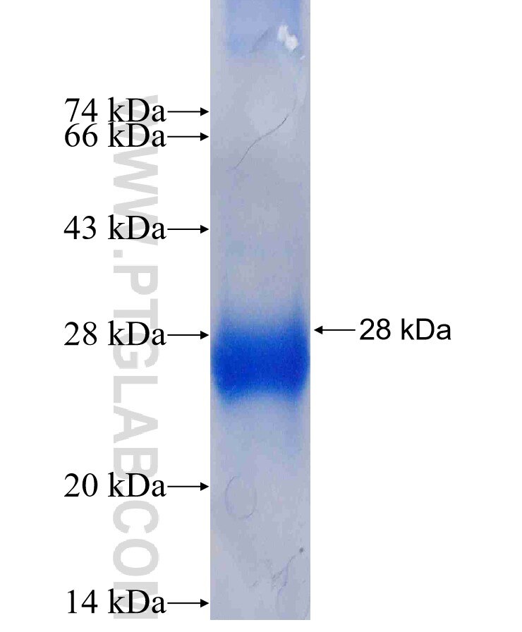 TSSK2 fusion protein ag5162 SDS-PAGE