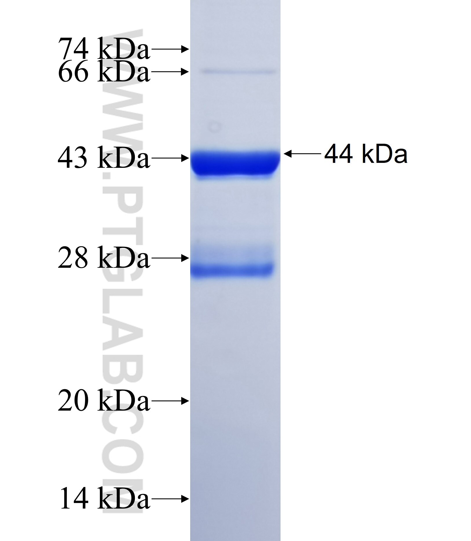 TSSK4 fusion protein ag16205 SDS-PAGE