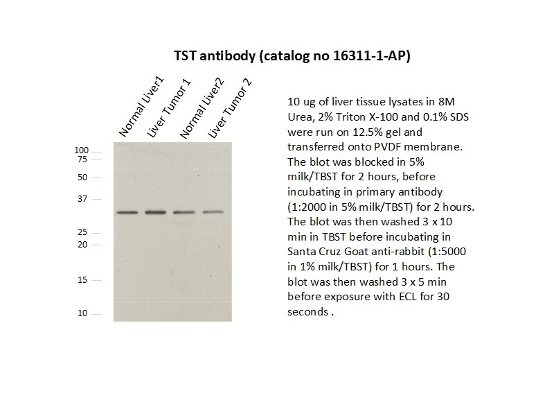 TST WB 16311-1-AP TST Antibody MGC19578; RDS