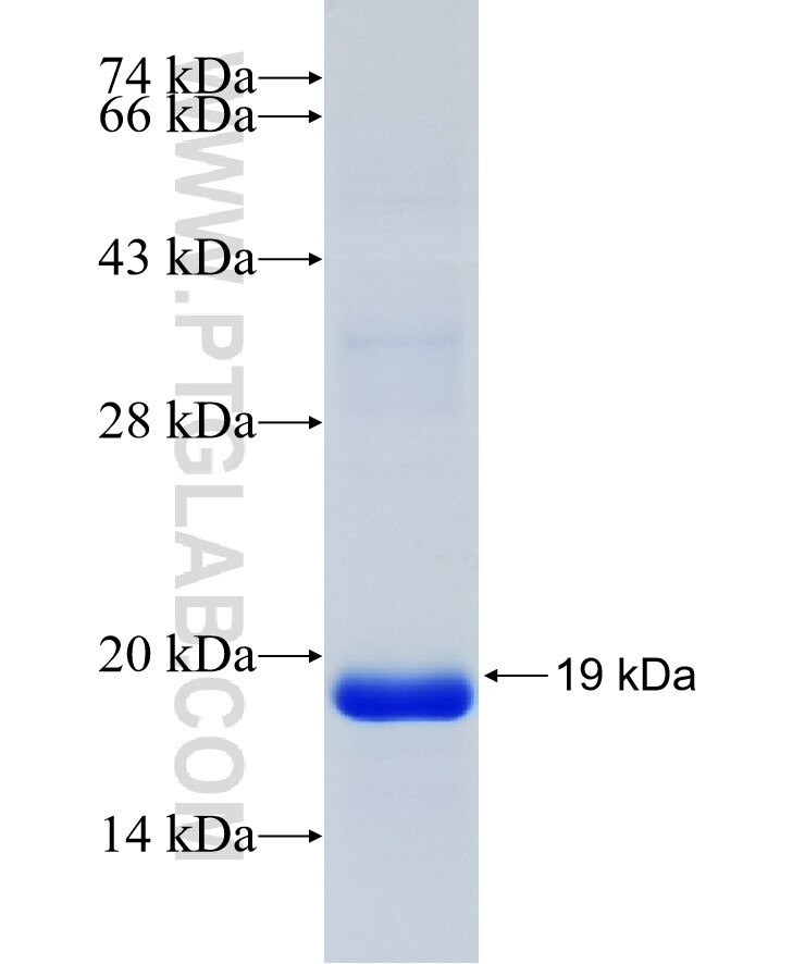UBE2L6 fusion protein ag11222 SDS-PAGE