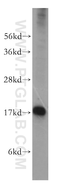 UBL4A western blot WB 14253-1-AP UBL4A Antibody DX254E; DXS254E; G6PD; GDX; UBL4