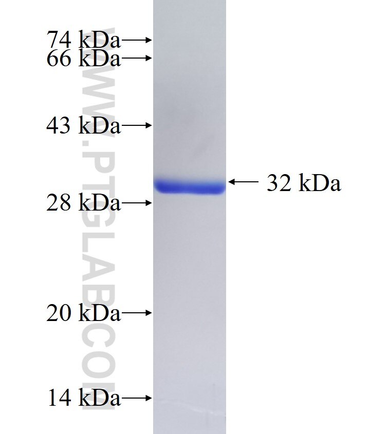 UBQLN1 fusion protein ag17530 SDS-PAGE