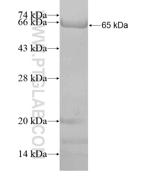 UBQLN1 fusion protein ag20252 SDS-PAGE