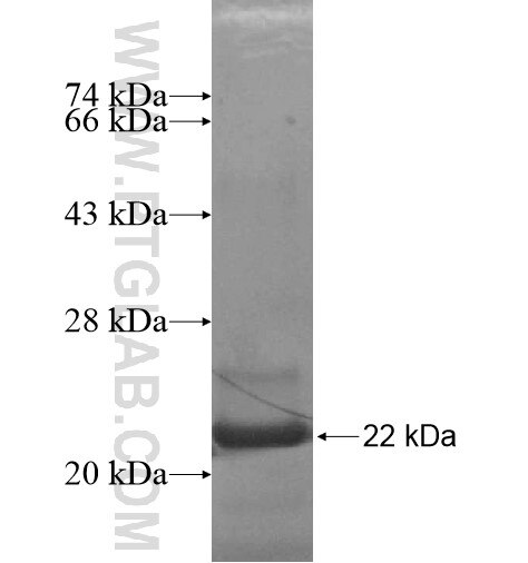 UCN3 fusion protein ag12928 SDS-PAGE