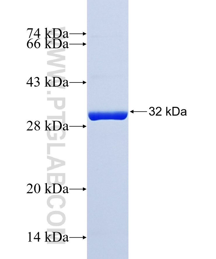 UFM1 fusion protein ag8667 SDS-PAGE