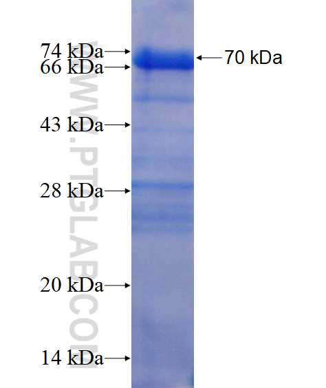 UHRF1 fusion protein ag16111 SDS-PAGE