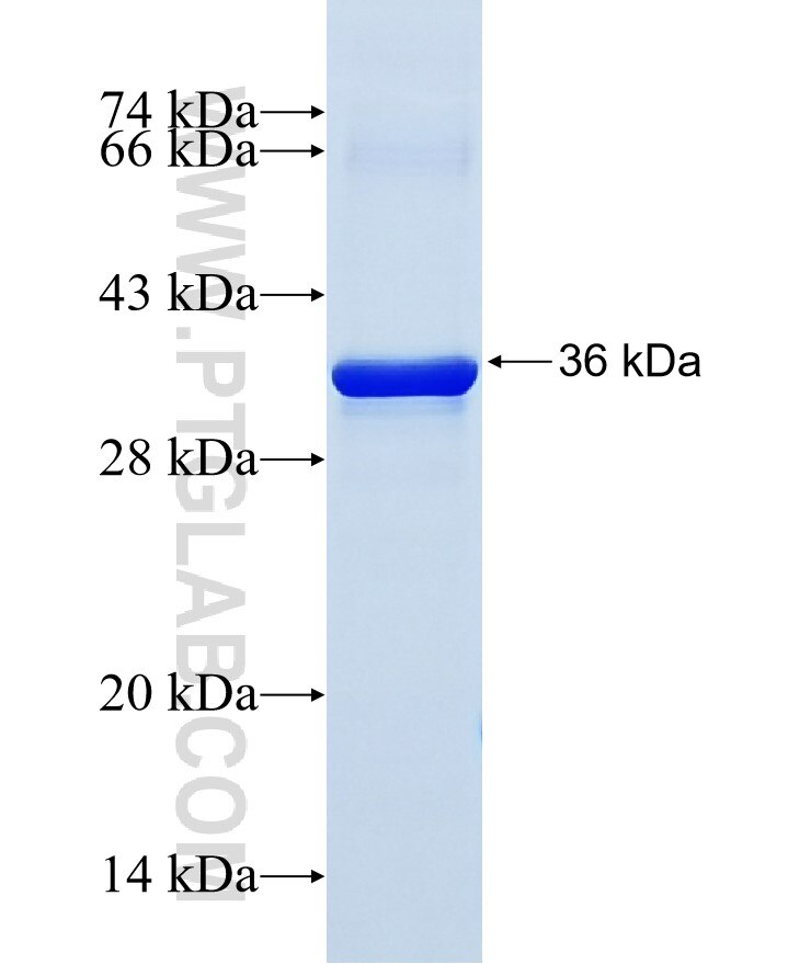 UQCRFS1 fusion protein ag13307 SDS-PAGE