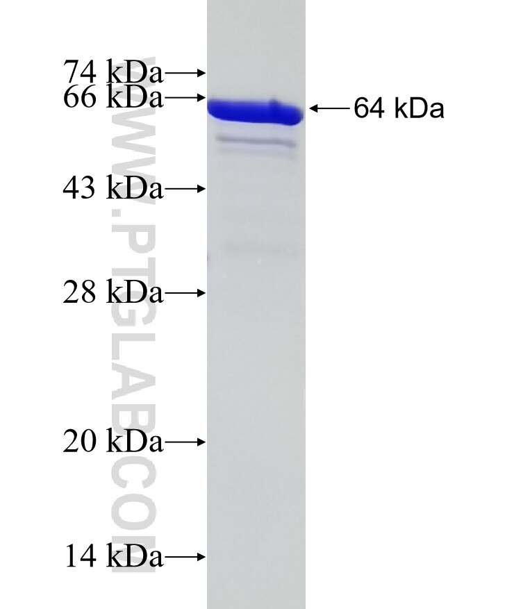 USF1 fusion protein ag17789 SDS-PAGE