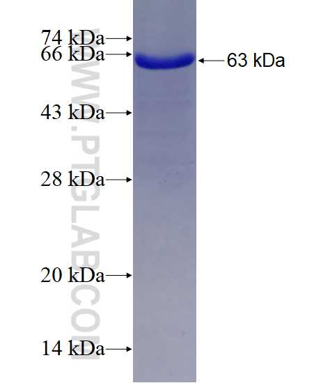 USF2 fusion protein ag9866 SDS-PAGE