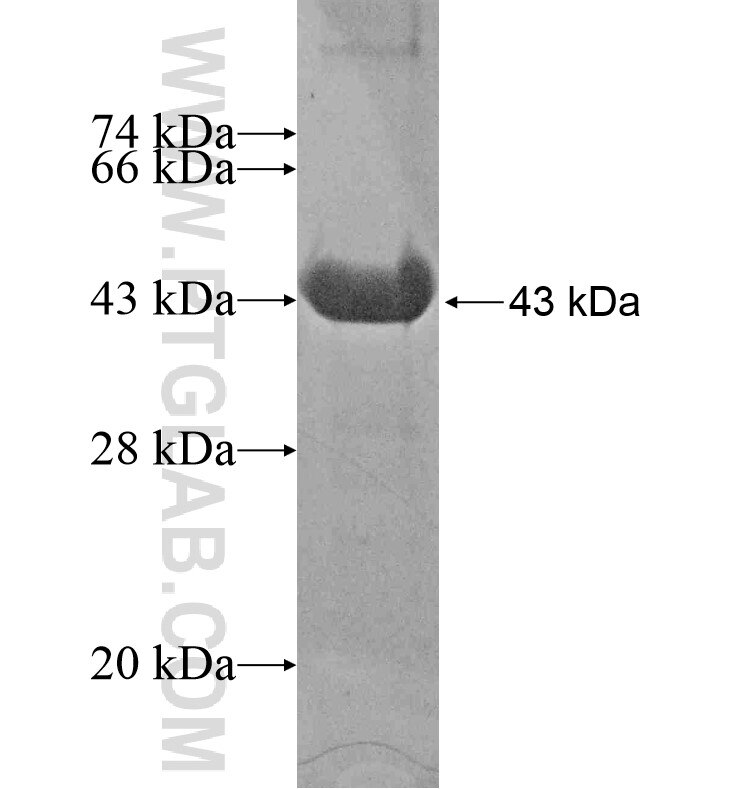 USH1G fusion protein ag16571 SDS-PAGE