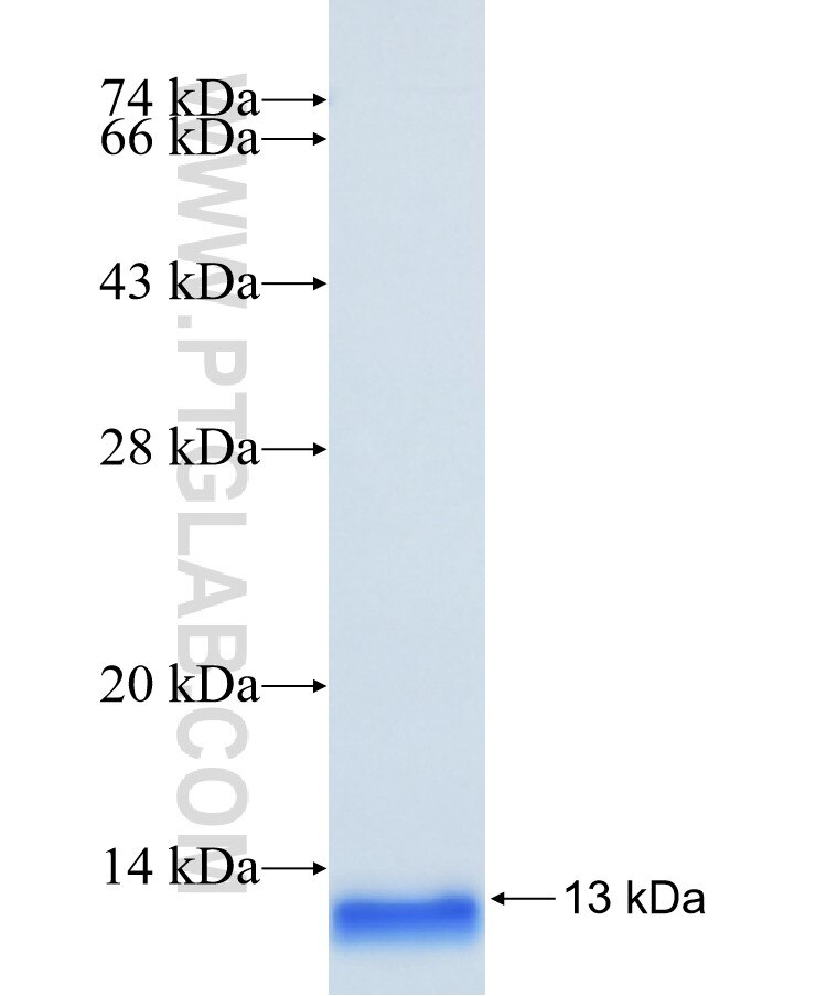 USMG5 fusion protein ag12086 SDS-PAGE