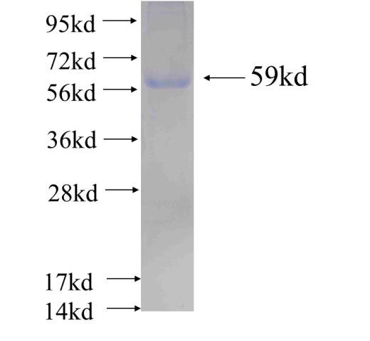 p115, USO1 fusion protein ag4431 SDS-PAGE