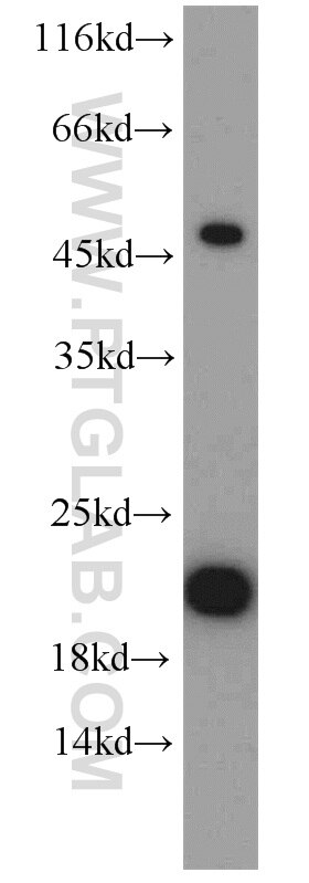 VAMP7 western blot WB 22268-1-AP VAMP7 Antibody SYBL1; TI-VAMP; VAMP-7