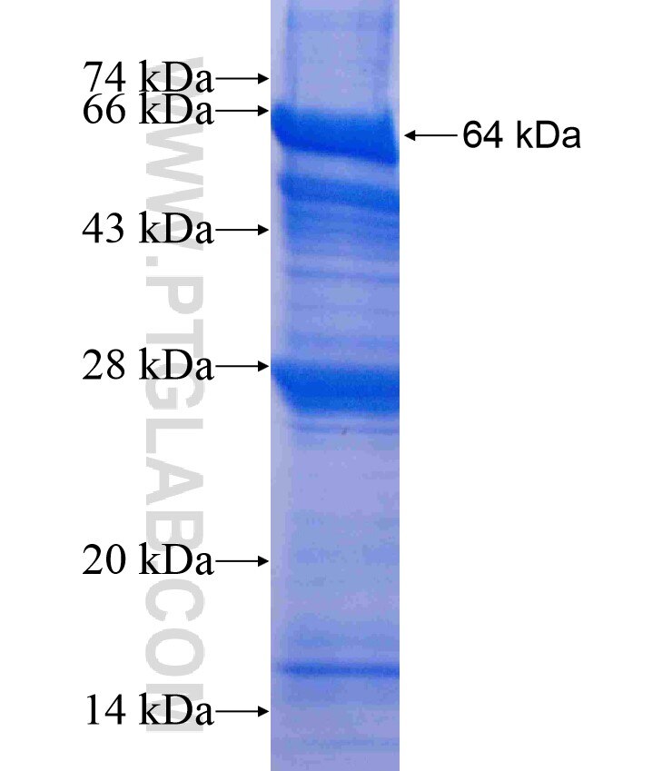 VARS fusion protein ag8778 SDS-PAGE