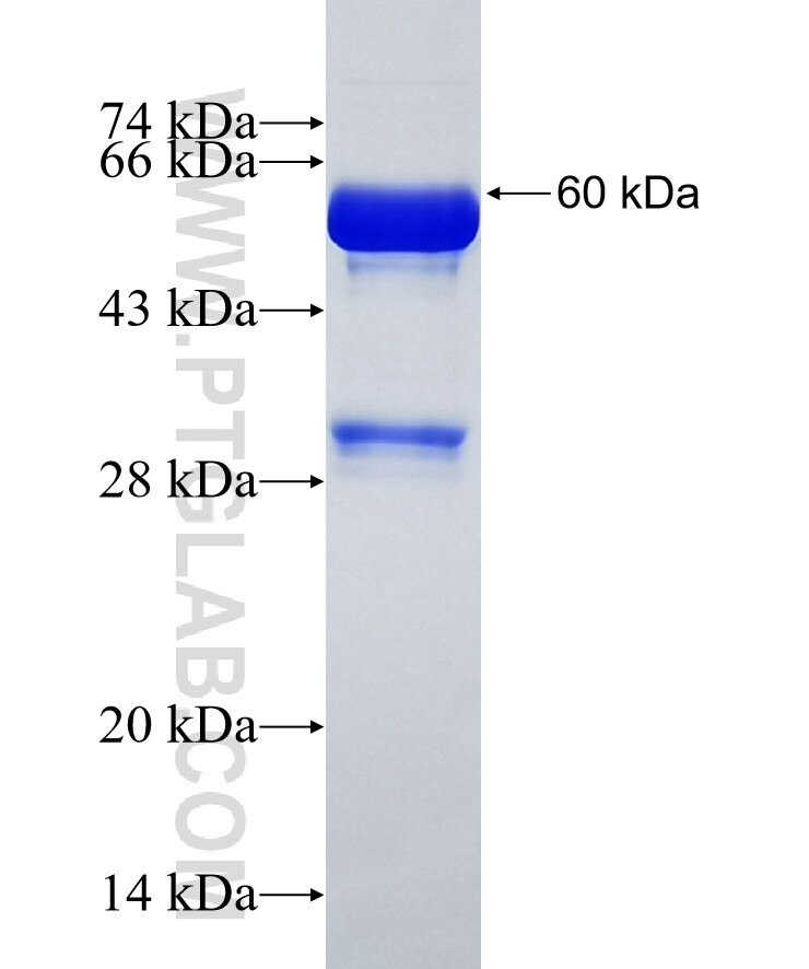 VASN fusion protein ag12040 SDS-PAGE