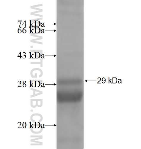 VBP1 fusion protein ag5918 SDS-PAGE