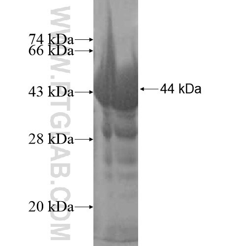 VPS33A fusion protein ag10447 SDS-PAGE