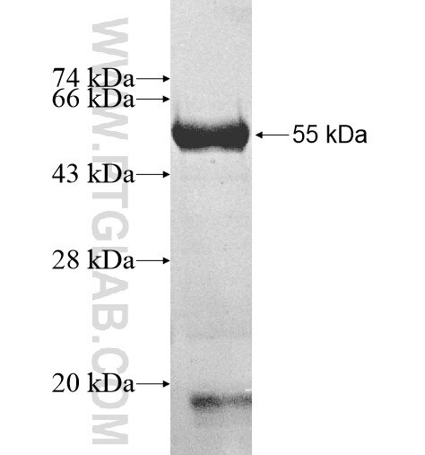 VPS4B fusion protein ag11610 SDS-PAGE