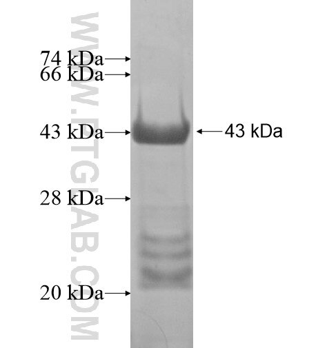 WAC fusion protein ag14883 SDS-PAGE