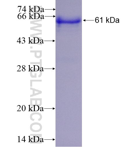 WDFY4 fusion protein ag11720 SDS-PAGE