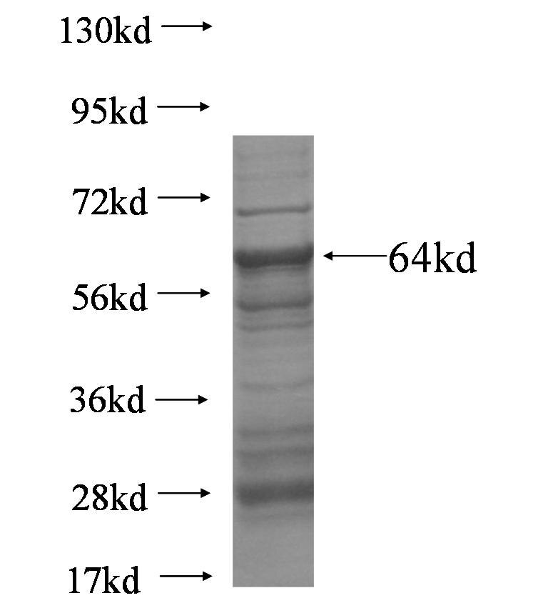 WEE1 fusion protein ag5751 SDS-PAGE