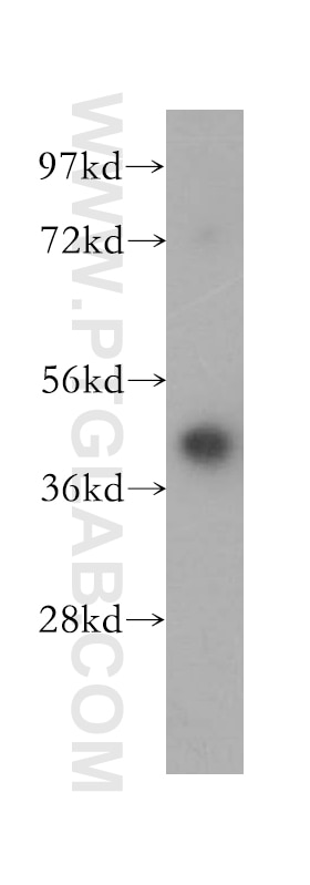 WNT2 western blot WB 11160-1-AP WNT2 Antibody INT1L1; IRP