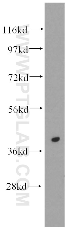 WNT4 western blot WB 14371-1-AP WNT4 Antibody SERKAL; WNT-4