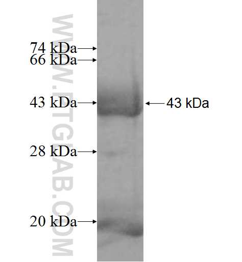 XPA fusion protein ag9901 SDS-PAGE