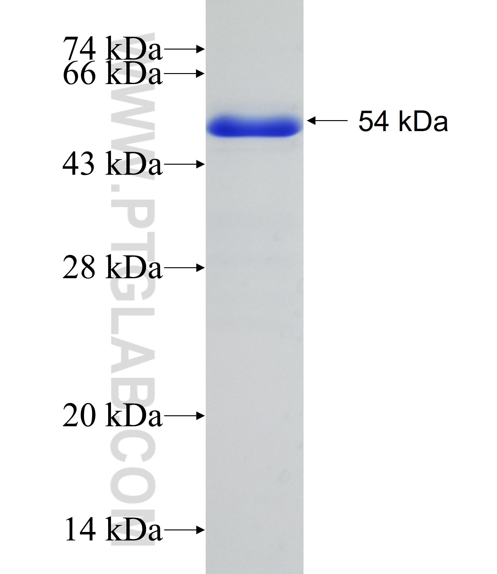 XRCC4 fusion protein ag8807 SDS-PAGE
