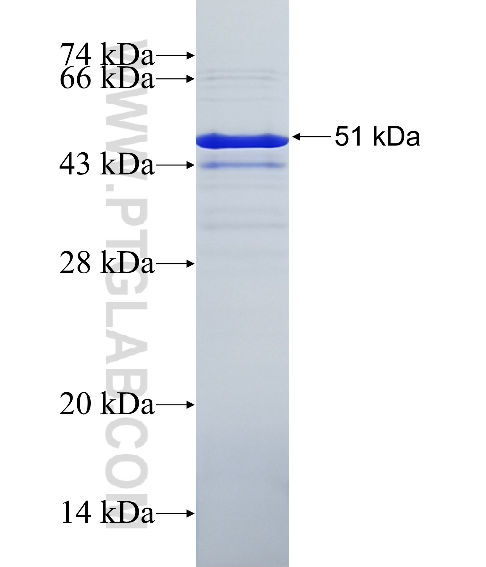 YBX1 fusion protein ag14129 SDS-PAGE
