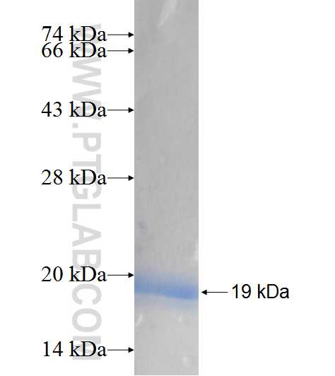 YIPF4 fusion protein ag7628 SDS-PAGE