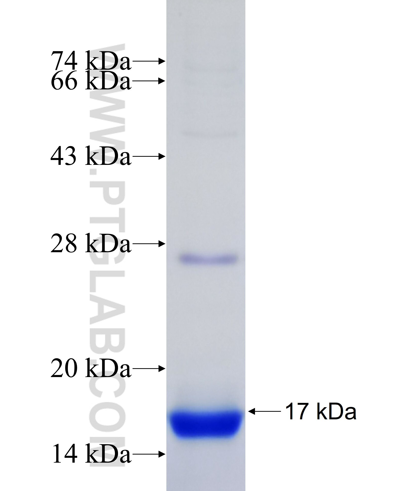 YPEL3 fusion protein ag7626 SDS-PAGE