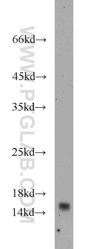 YPEL5 western blot WB 11730-1-AP YPEL5 Antibody CGI-127
