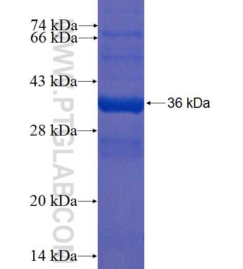 YPEL5 fusion protein ag2328 SDS-PAGE