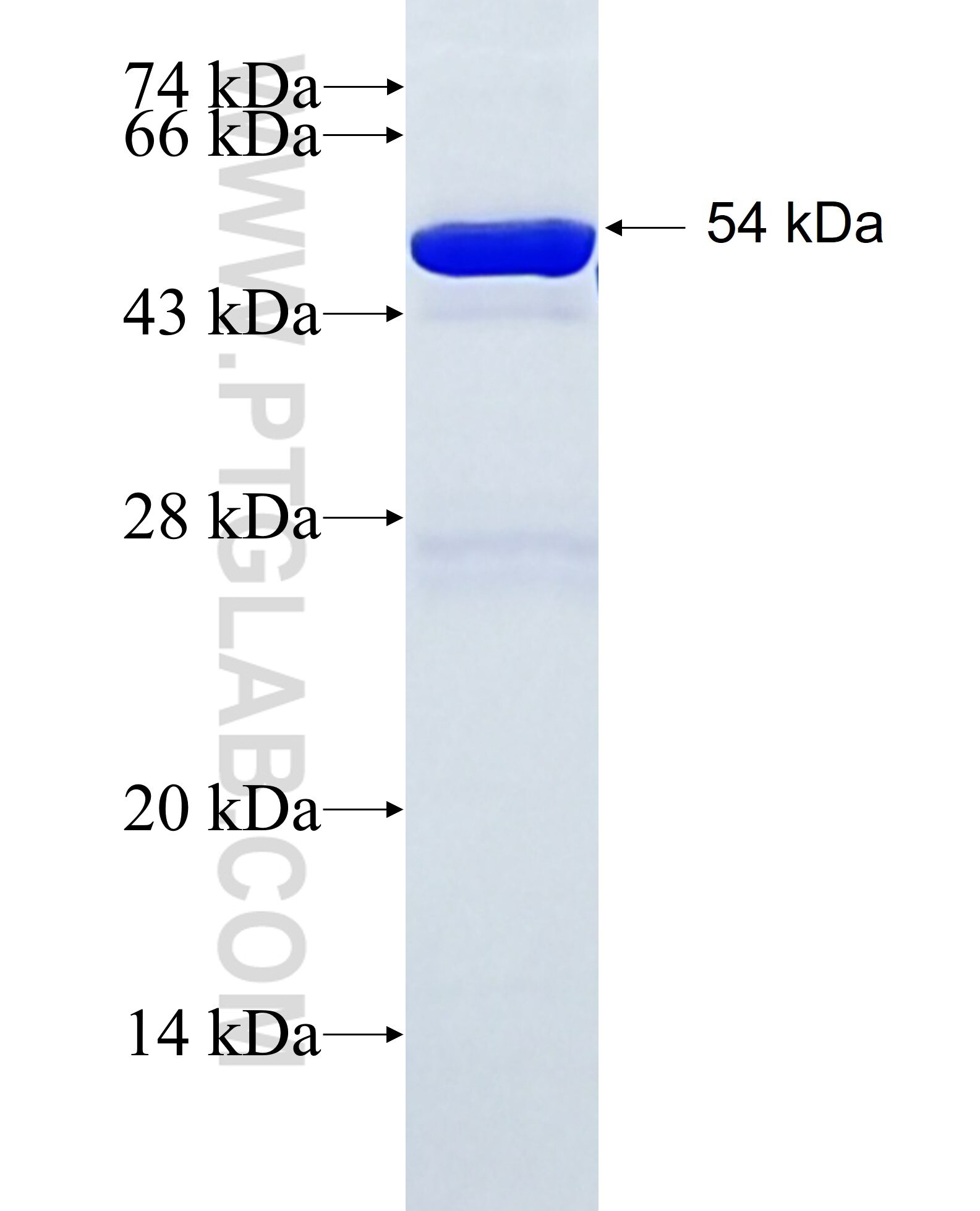 YWHAH fusion protein ag7435 SDS-PAGE