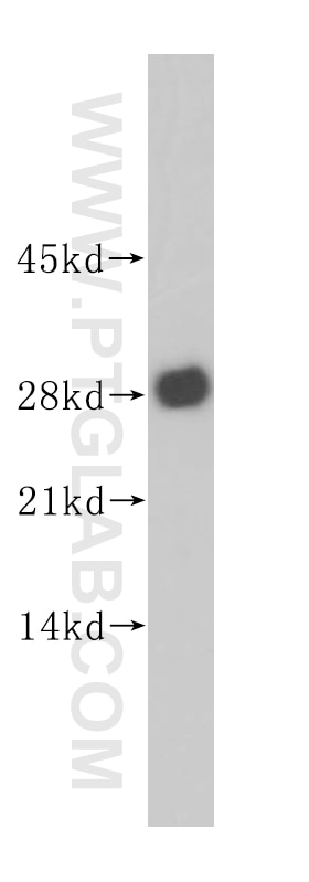 YWHAZ western blot WB 14881-1-AP YWHAZ Antibody KCIP-1; MGC111427; MGC126532; MGC138156