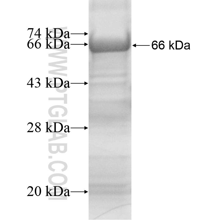 ZBTB37 fusion protein ag13864 SDS-PAGE