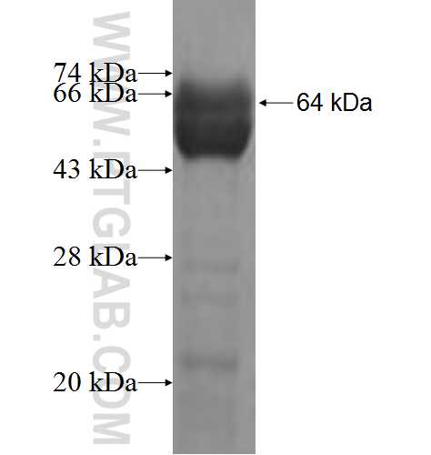 ZNF259 fusion protein ag7980 SDS-PAGE