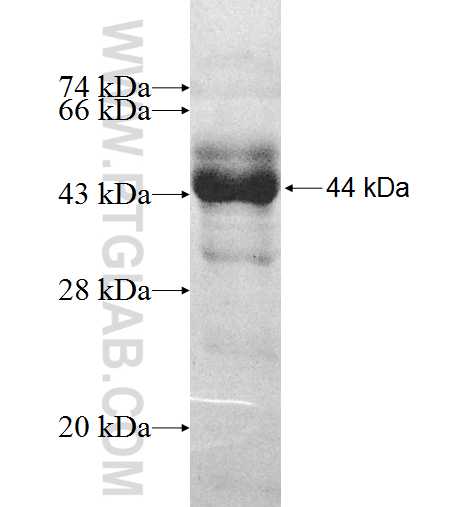 ZNF259 fusion protein ag8312 SDS-PAGE