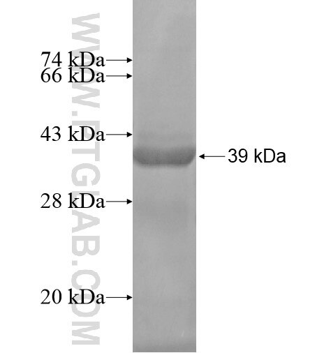 ZNF343 fusion protein ag14356 SDS-PAGE