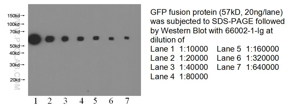 WB result of eGFP fusion protein with anti-eGFP tag(66002-1-Ig) with GFP fusion protein at varous dilutions. GFP tag WB 66002-1-Ig GFP tag Antibody
