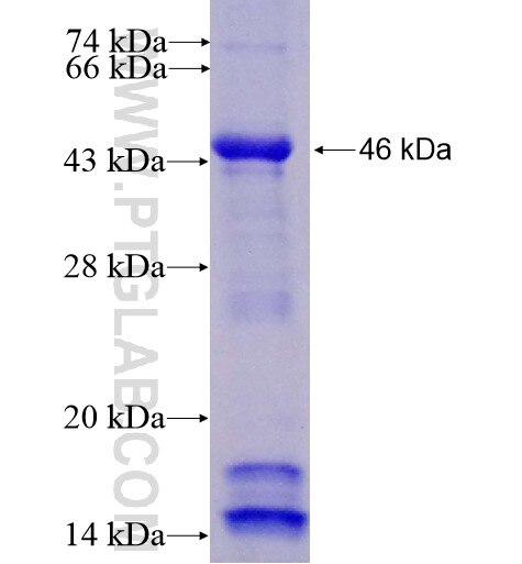 fetuin-B fusion protein ag12463 SDS-PAGE