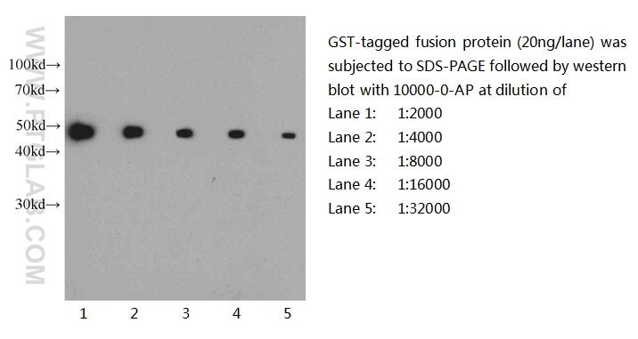 Recombinant Protein Gst Tag
