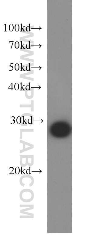 gst western blot WB 66001-1-Ig gst Antibody 
