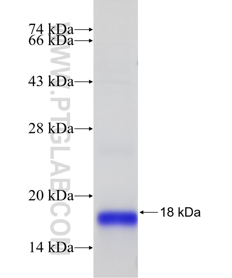 mitoNEET,CISD1 fusion protein ag8560 SDS-PAGE